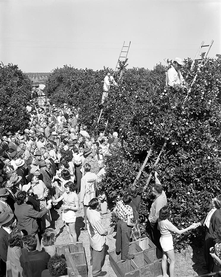 Orange Crush: a Story From the Citrus Groves | Flamingo Magazine