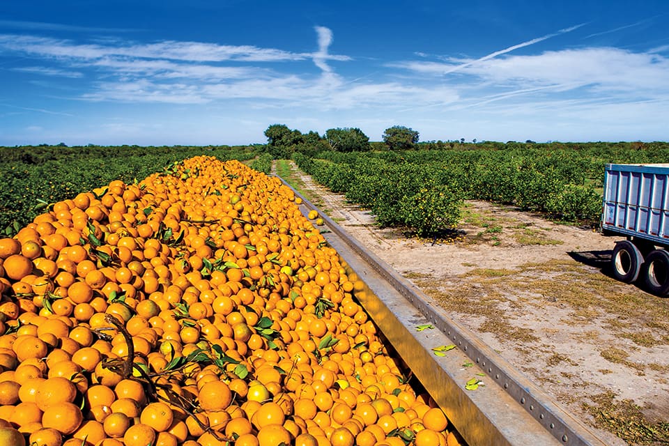 Orange Crush: a Story From the Citrus Groves | Flamingo Magazine Orange Crush: a Story From the Citrus Groves | Flamingo Magazine