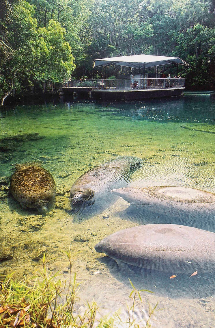 Forgotten Mermaids: Florida Manatees 4 Sea cow squads assemble in Homosassa Springs State Park; Photography courtesy of Homosassa State Park