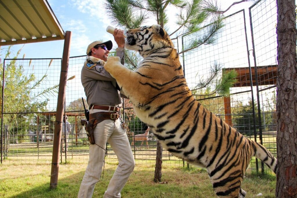 Carole Baskin on How Tiger King Got it All Wrong and Her Hopes for 2021 4 A tiger stands on Joe Exotic's shoulders.