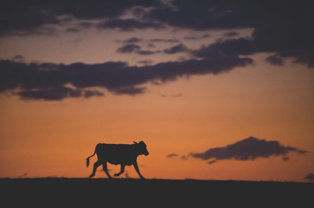 WEB FEATURE.V19.CATTLE RANCHING.CWard2008 09801