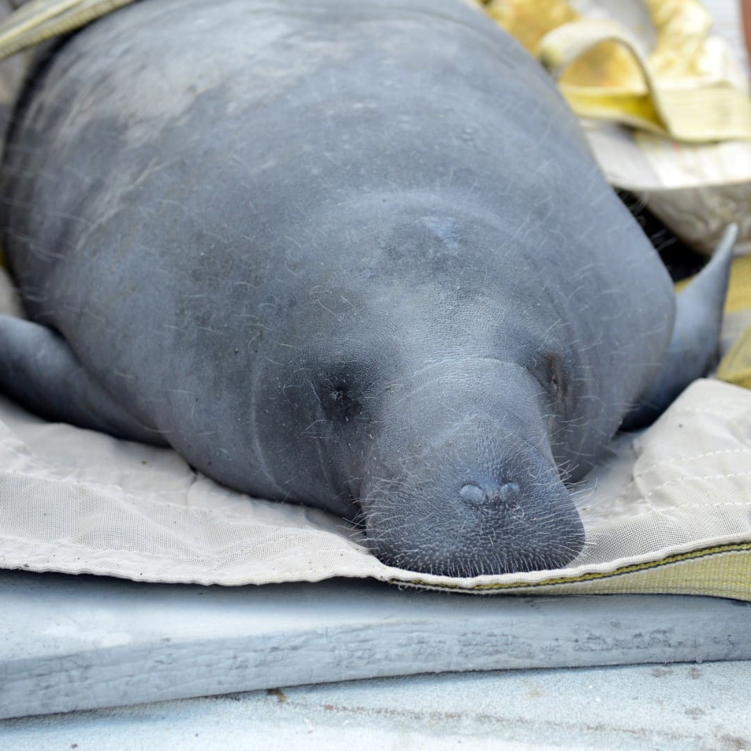 featimage manatee
