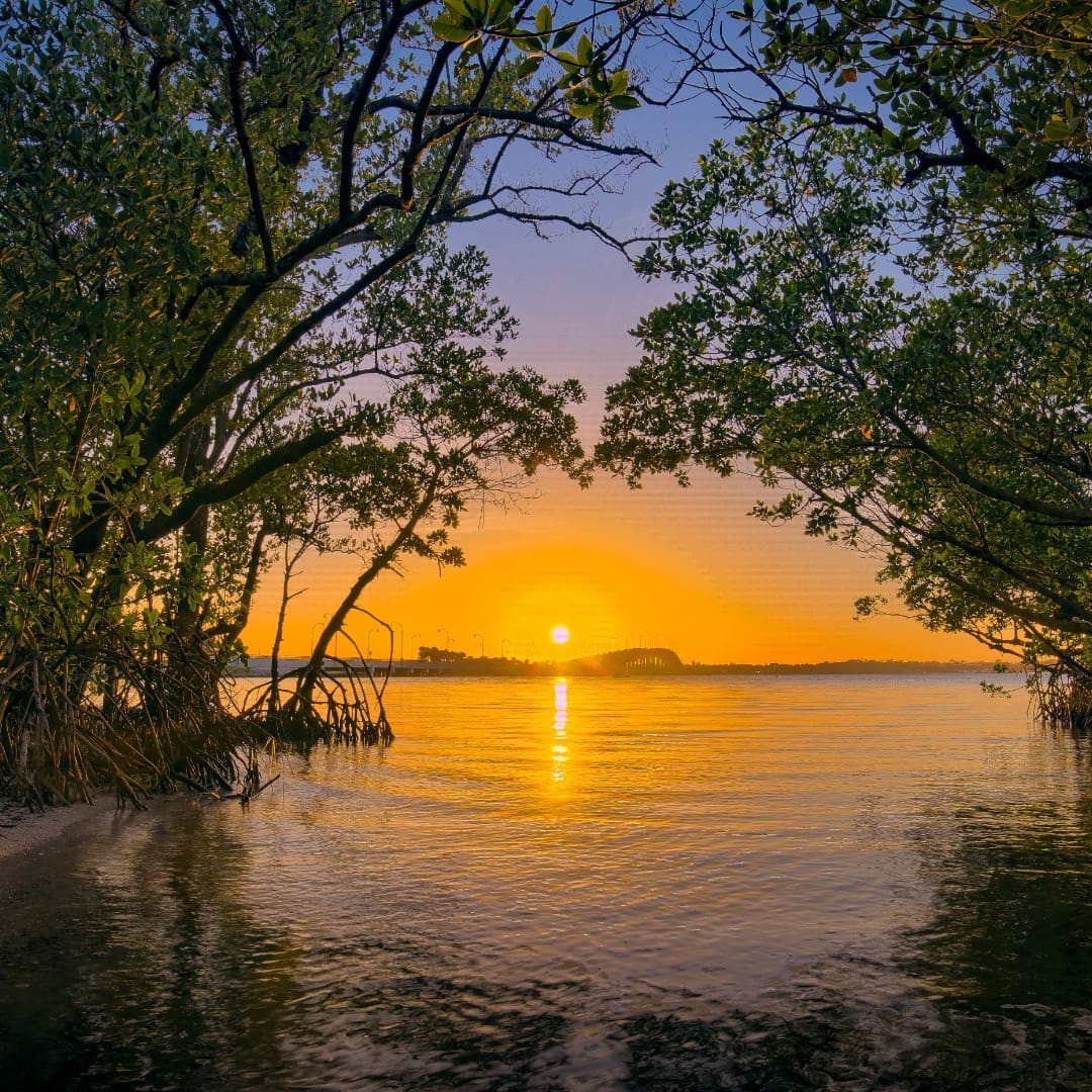 MC featured image