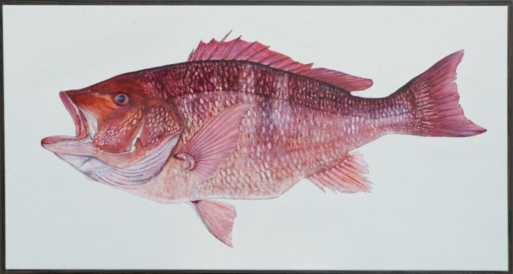 red snapper edited