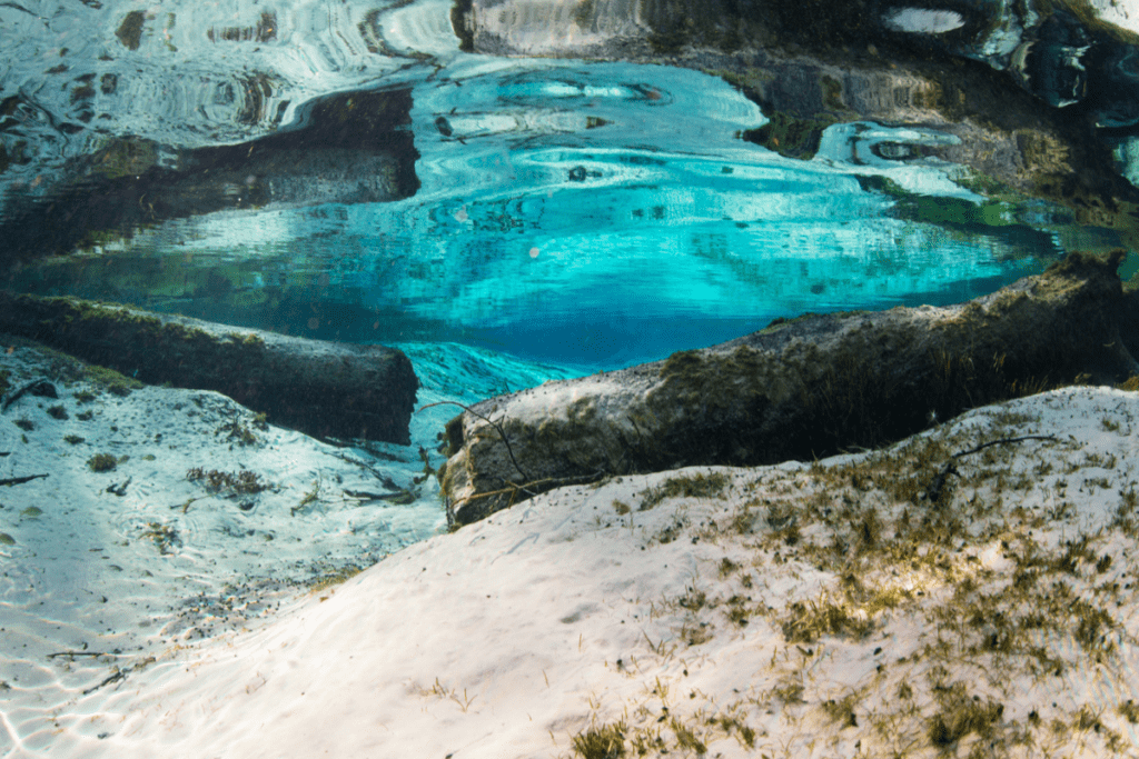 Jennifer Adler's Love Letter to Florida's Freshwater Springs 4 2 16