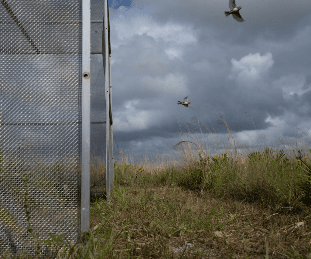 How the Fish & Wildlife Foundation of Florida Has Saved the Sunshine State 1 4 3
