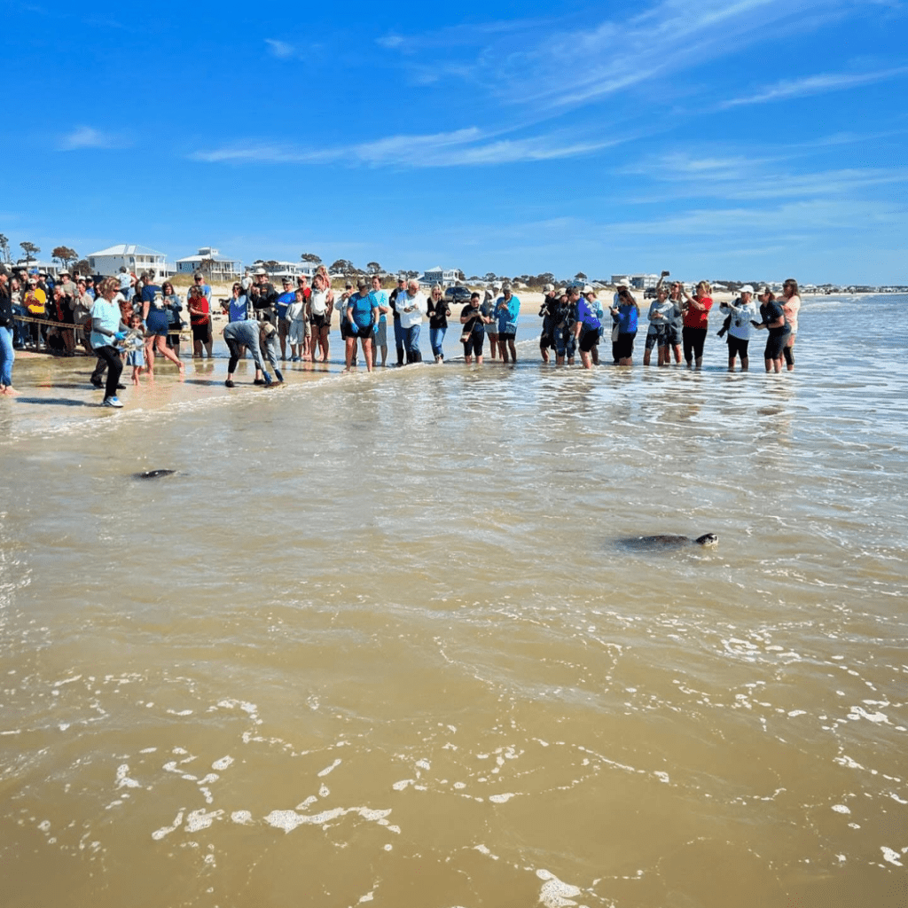 Florida sea turtles are released in Panama City Beach