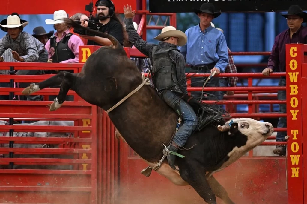 Cheer on professional cowboys and bowgirls at the Weekely Brothers Davie Pro Rodeo in Davie, Florida.