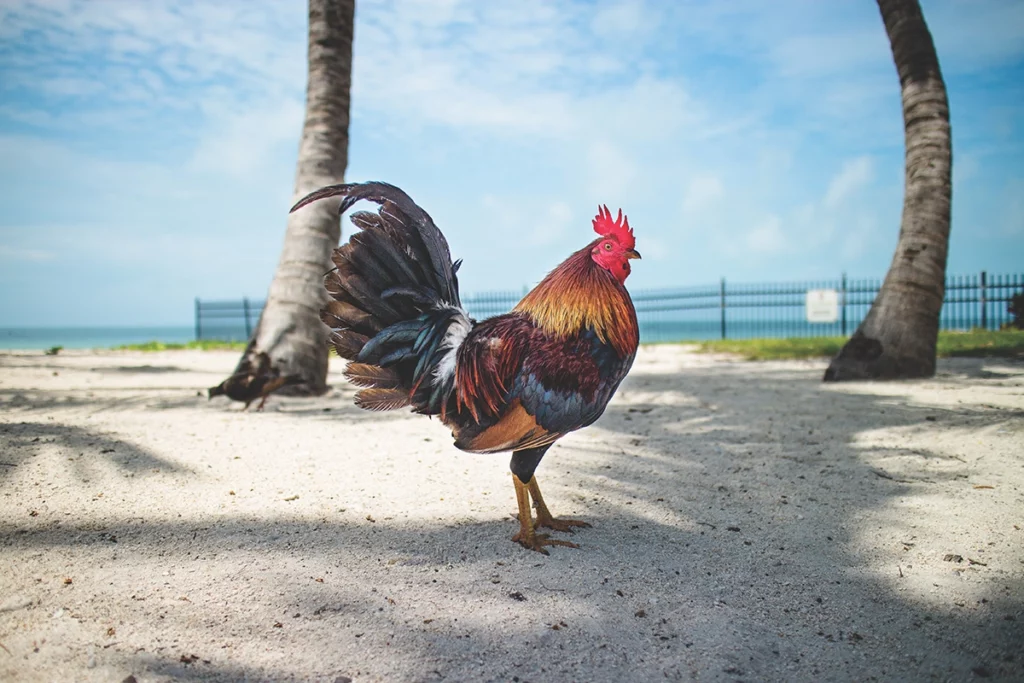 Flamingo KeyWestChicken 2025