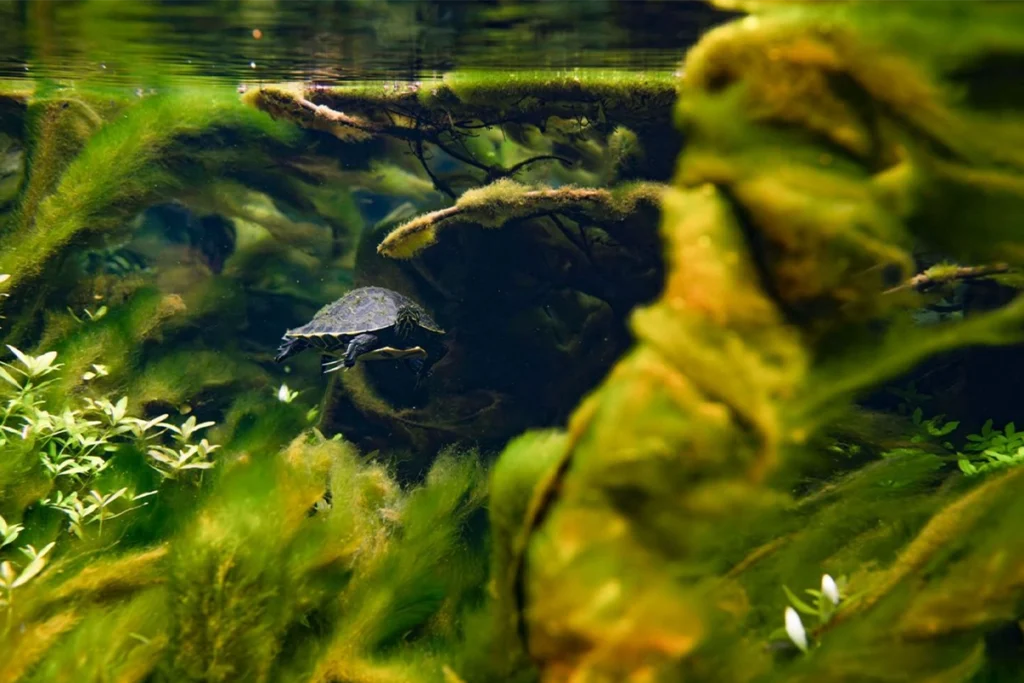 Florida freshwater turtles