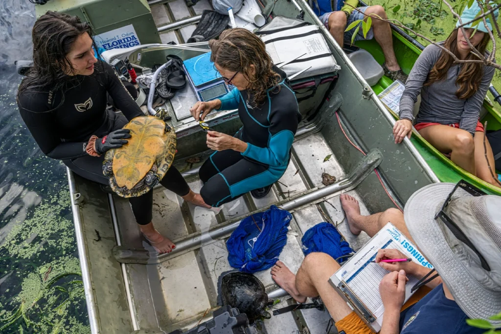 Florida Springs Institute (FSI) helping freshwater turtles at Silver Springs State Park