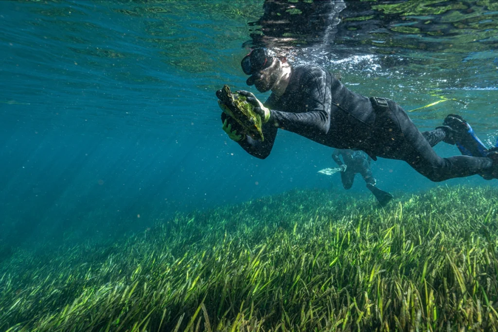 Florida Springs Institute (FSI) helping freshwater turtles at Silver Springs State Park