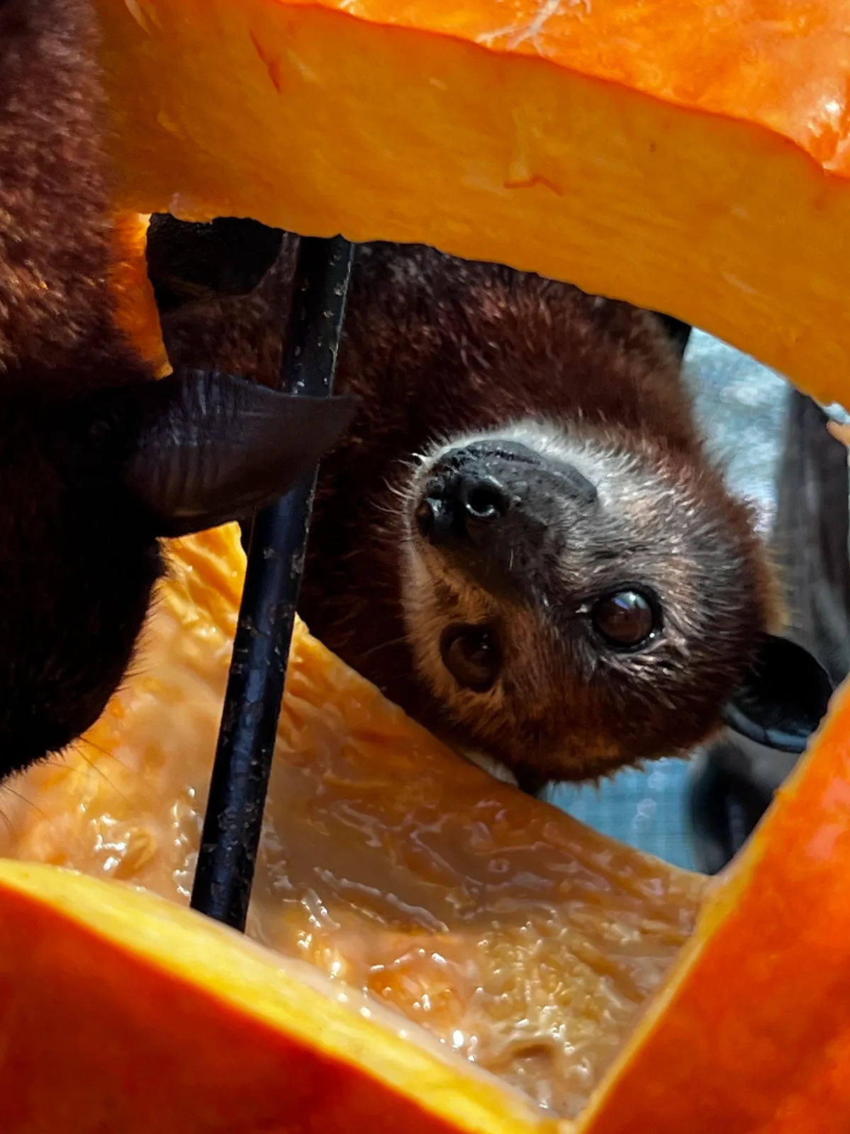 What To Do This October in Florida 3 A bat hanging upside down inside a pumpkin for October