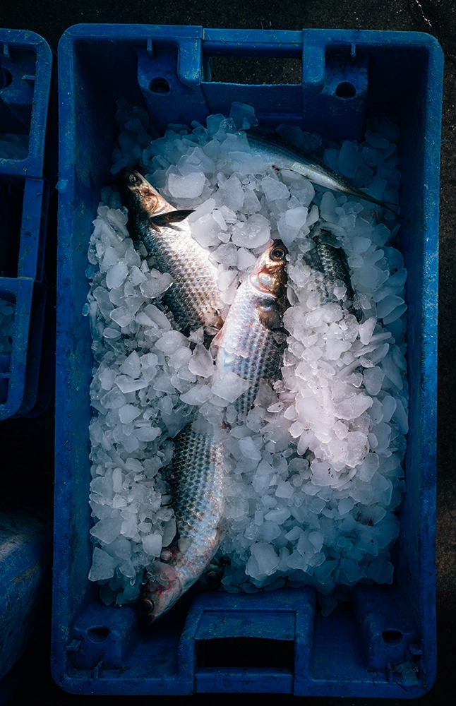 Mullet on ice