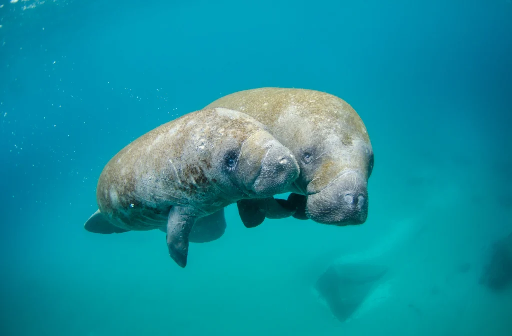 An Expert's Guide to Finding Wild Manatees in Florida 1 Two manatees swim together