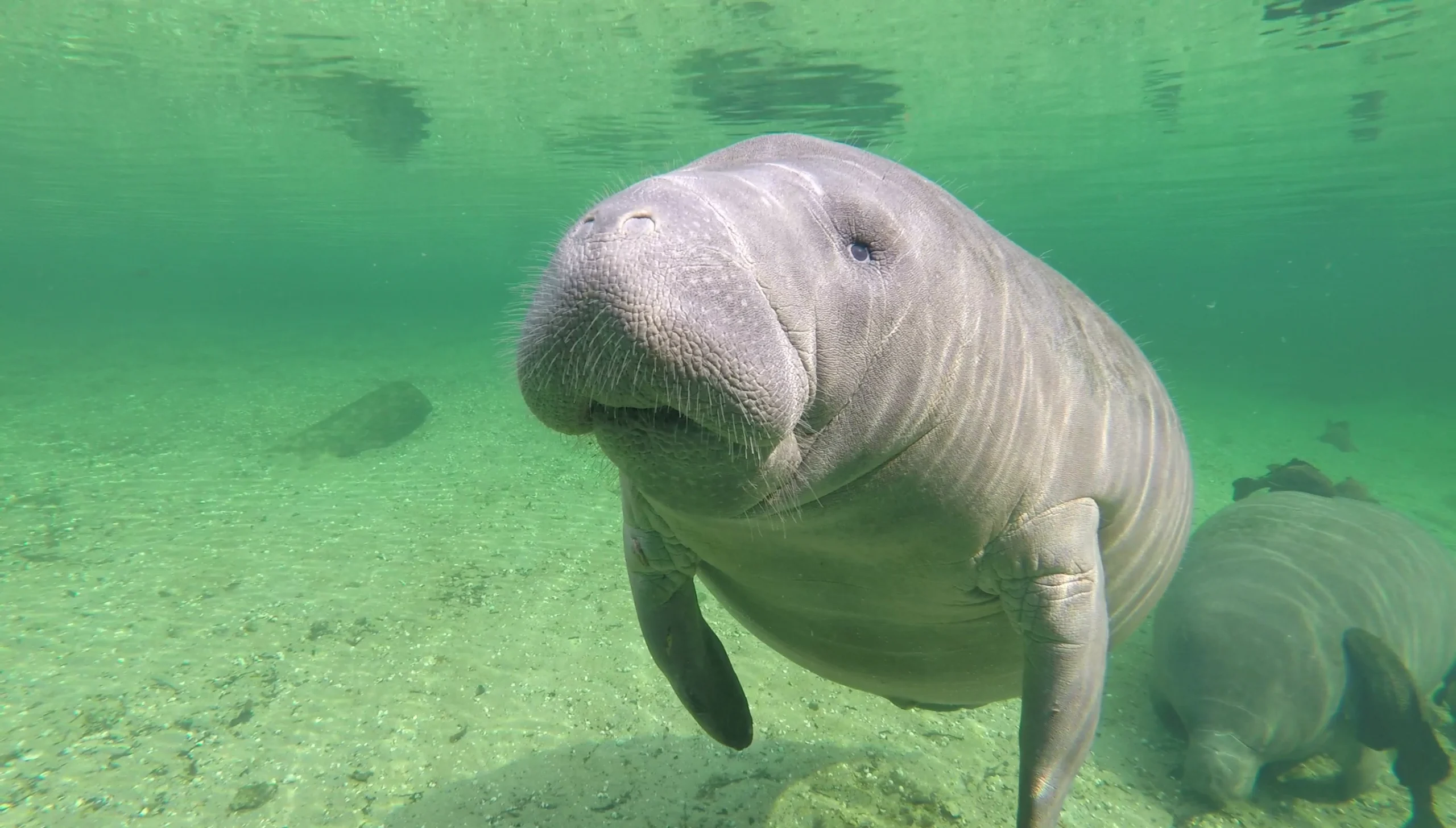 An Expert's Guide to Finding Wild Manatees in Florida 3 A manatee in a spring