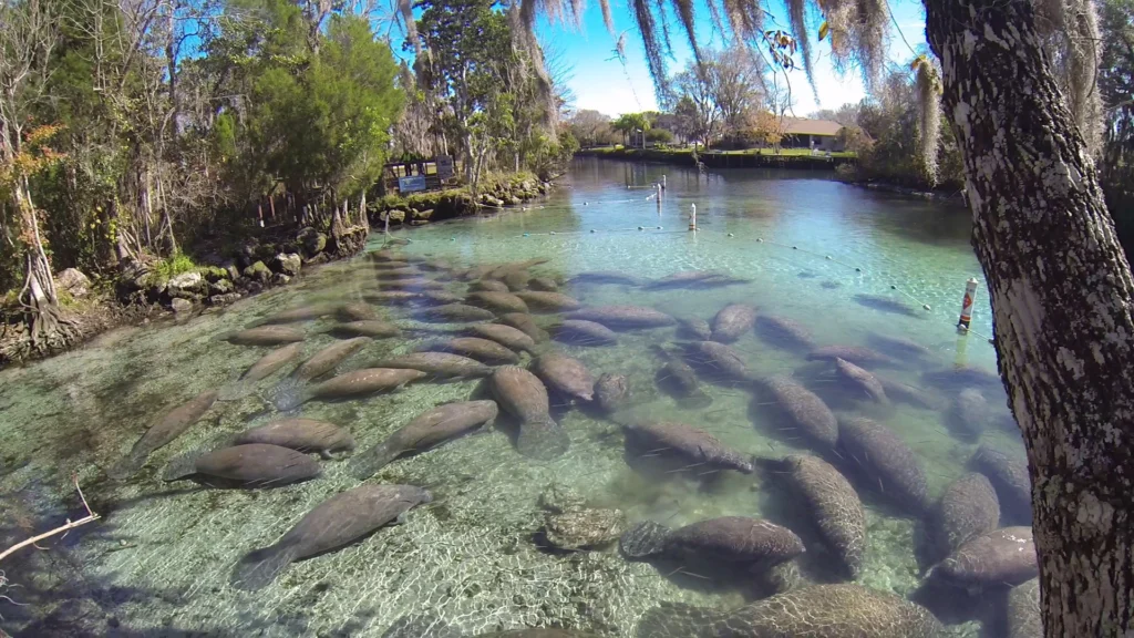 An Expert's Guide to Finding Wild Manatees in Florida 2 Manatees gather in Crystal River