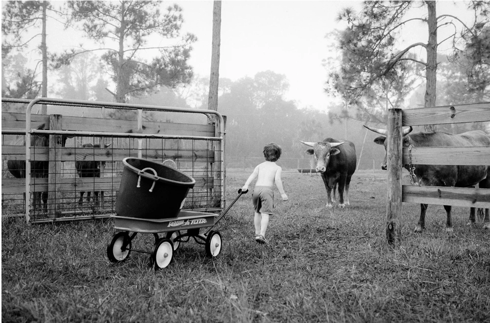 a boy greets a friendly bull