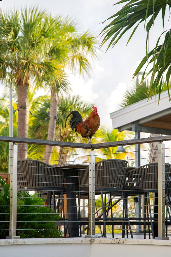 A rooster on a ledge.