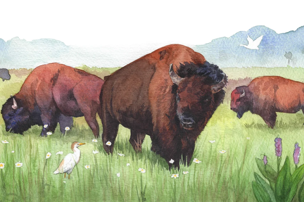 The Return of Florida's Bison 1 Bison roam