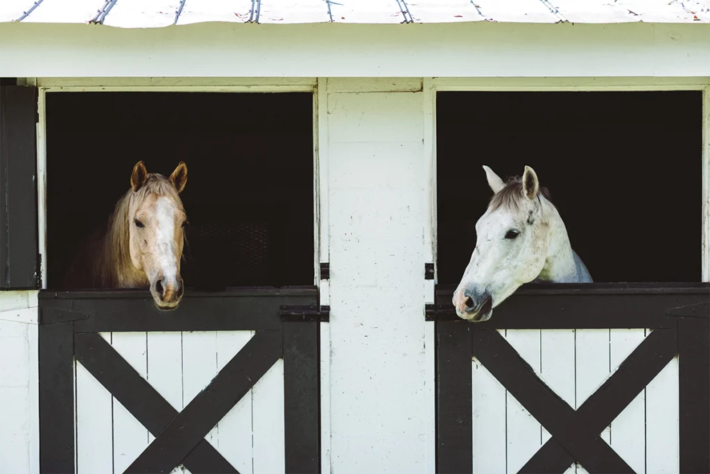 Horses on the SL Brown Ranch