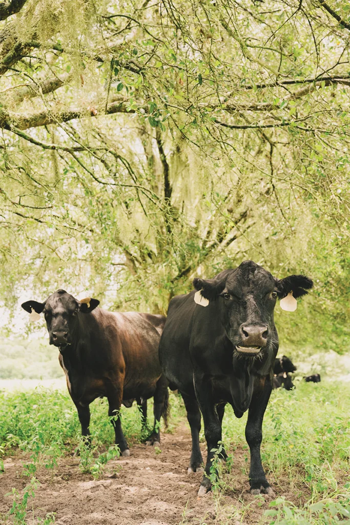 Cattle walking on ranch
