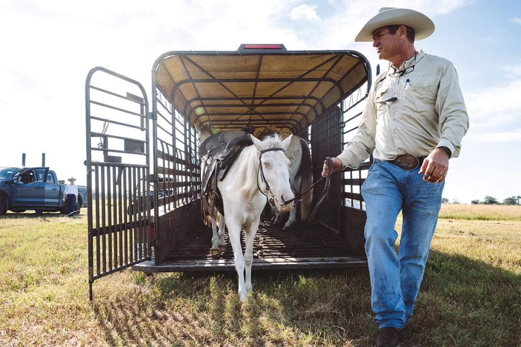Cattle for Everglades Ranch