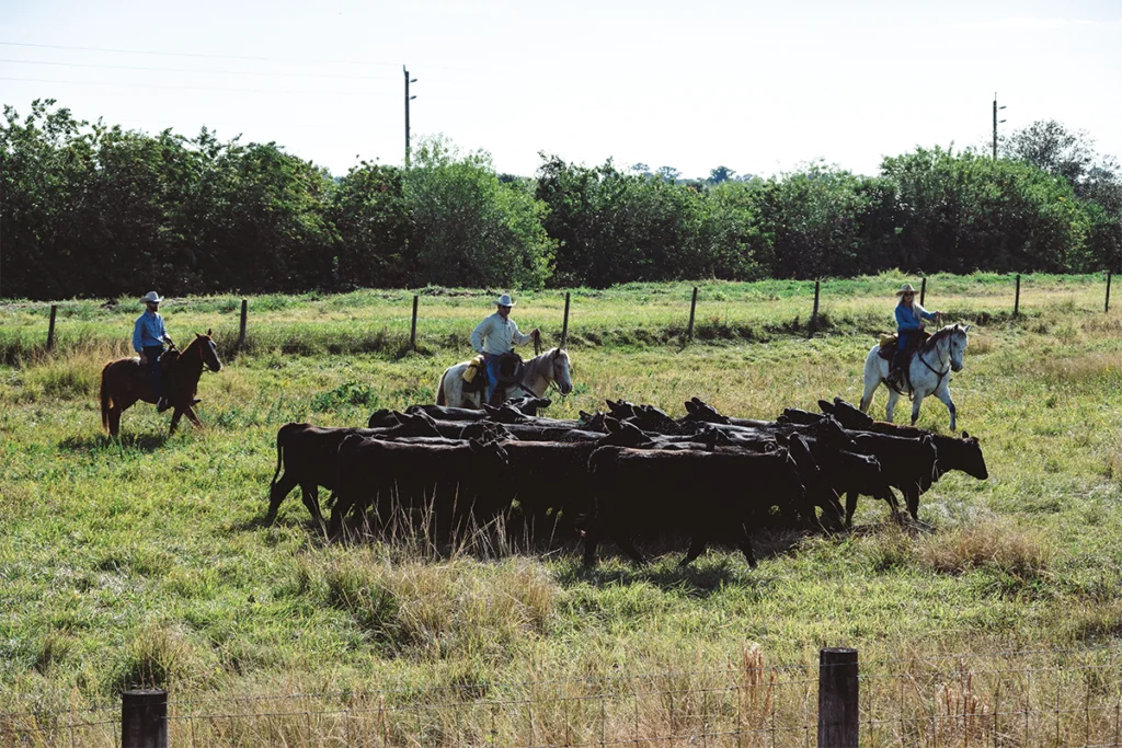Cattle grazes across the field