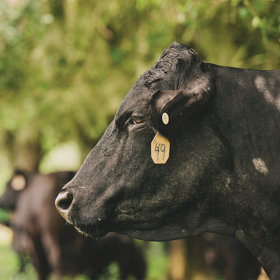 CattleFeature JL