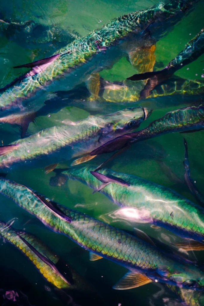 tarpon