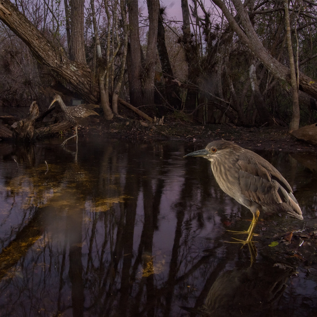 A night heron caught on camera in the Everglades.