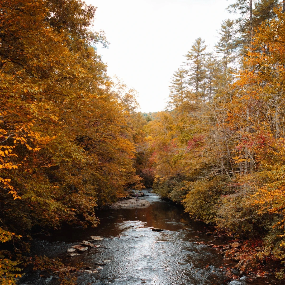 Stream in the Smokey Mountains