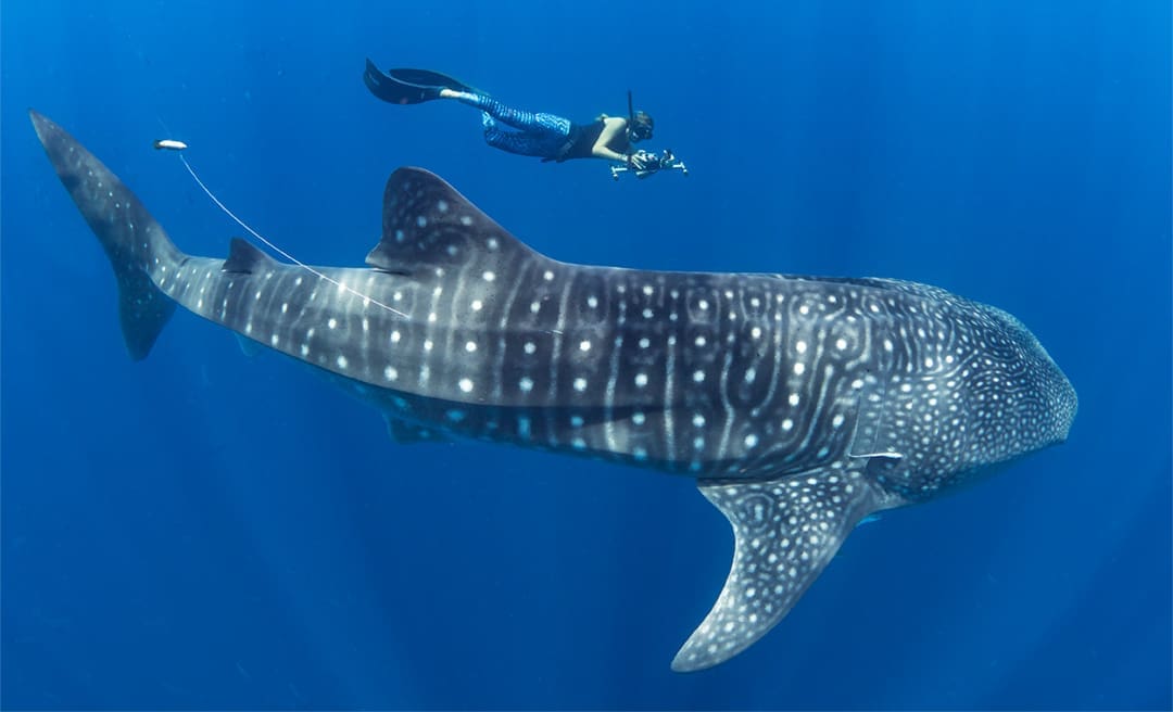 Made in FLA: Waterlust Designs with Science Flare 1 Simon Pierce MMF whale shark copy