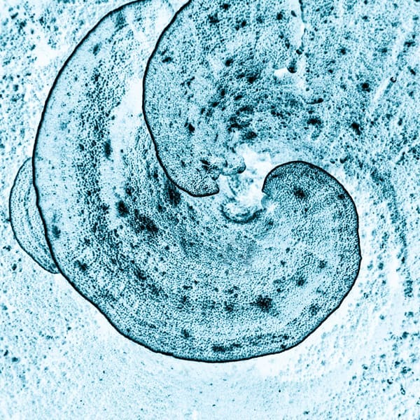 STUDIO.V13.SPIRAL CORAL.600