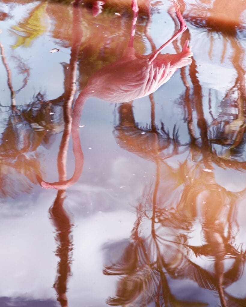 Anastasia Samoylova Captures the Sinking Sunshine State on Camera 3 RS Flamingo Reflection 2018