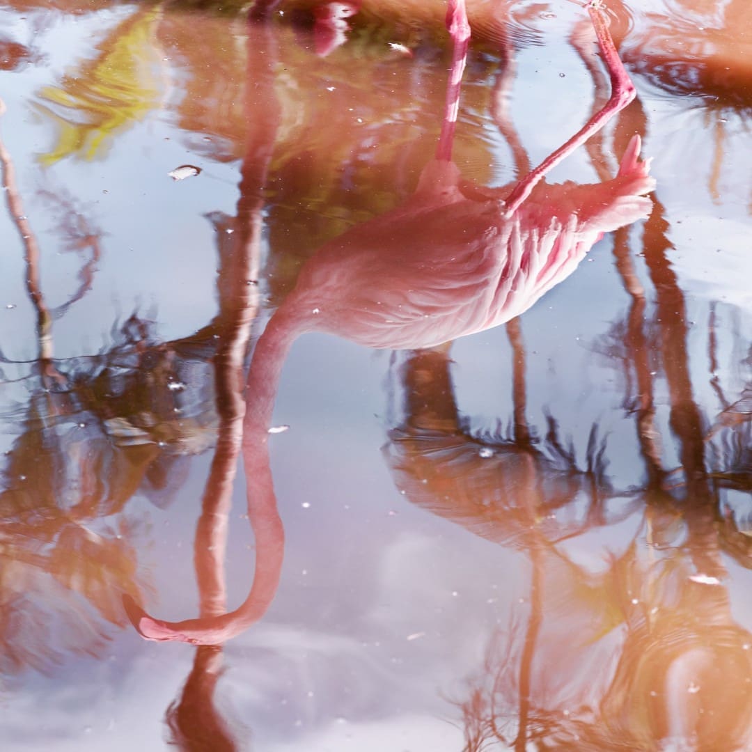 RS Flamingo Reflection 2018.jpg