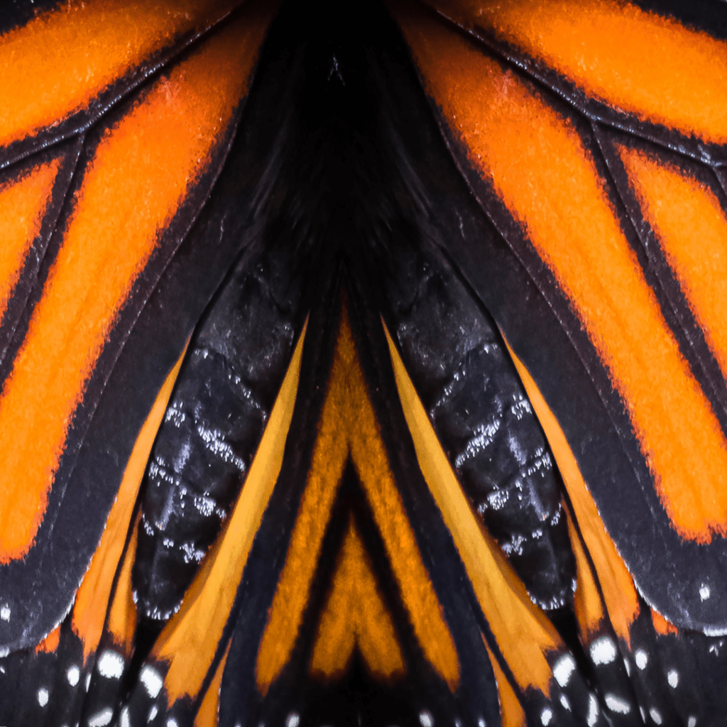 monarch