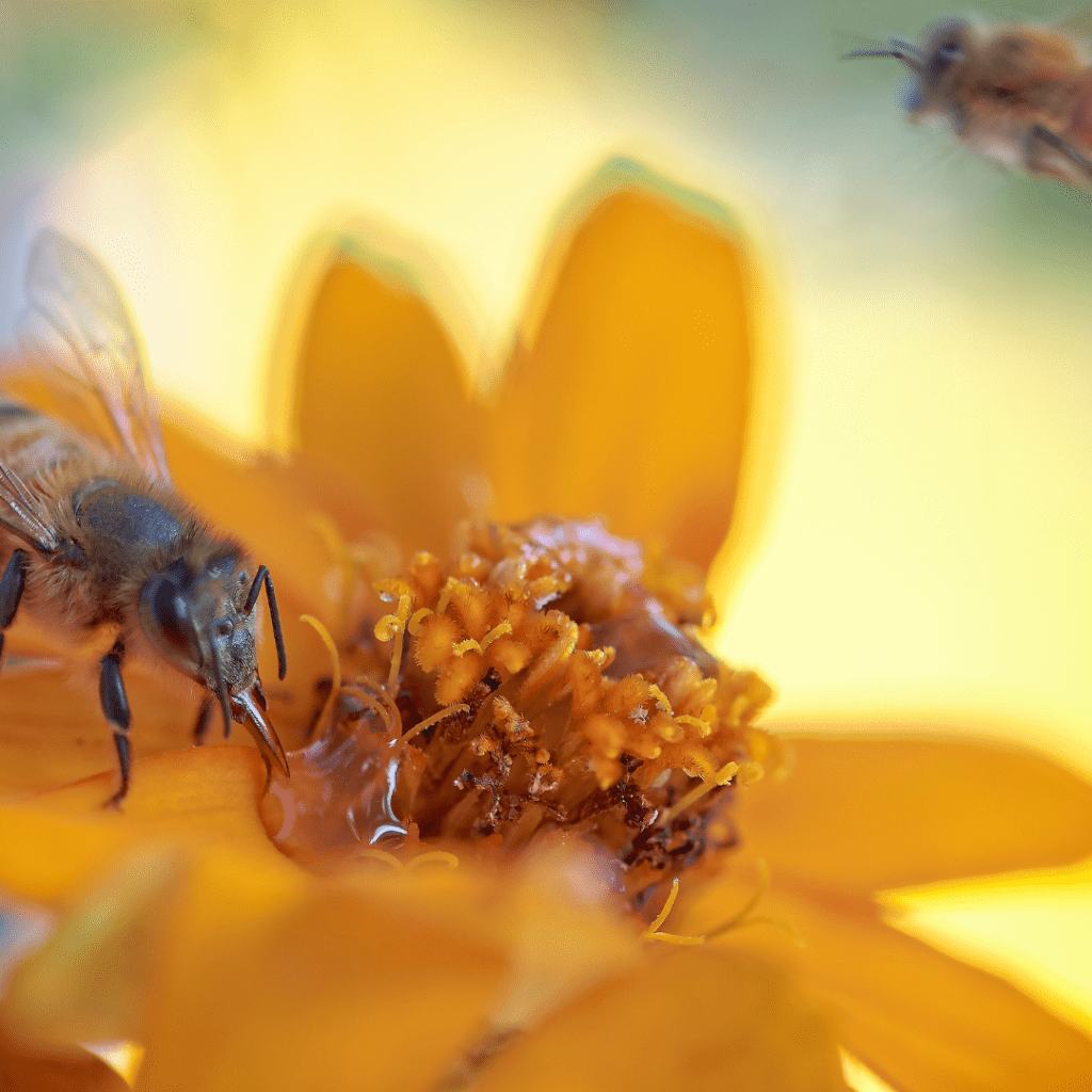 pollinators