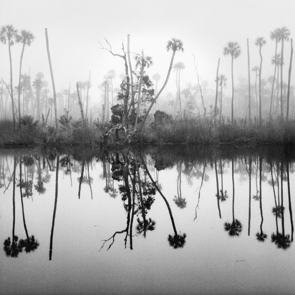 In Focus: Photographer Benjamin Dimmitt’s Lifelong Affair with Chassahowitzka 3 1 1