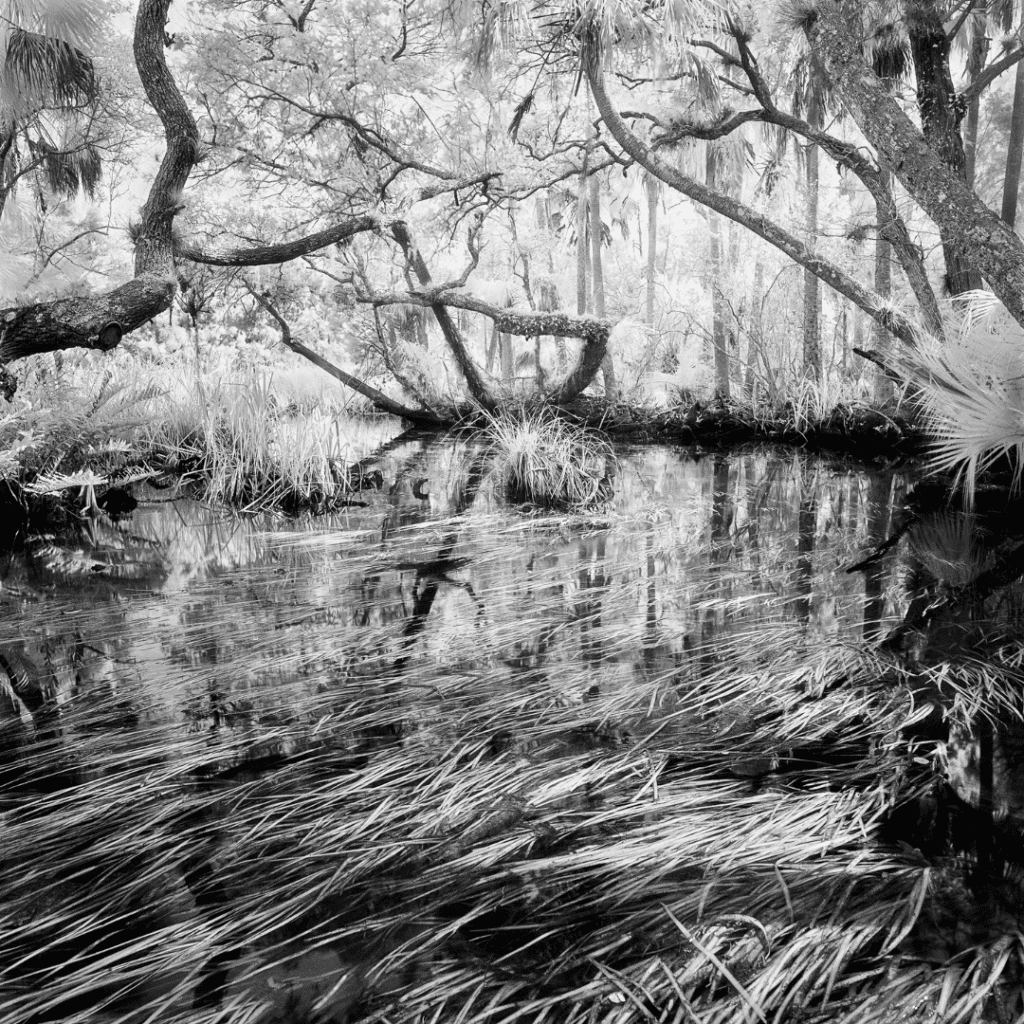 In Focus: Photographer Benjamin Dimmitt’s Lifelong Affair with Chassahowitzka 1 6