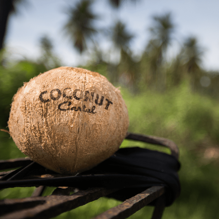 From Smuggling Coconuts to Crafting Rum: The Rise of Coconut Cartel 3 article photo canva cocnut 1 edited