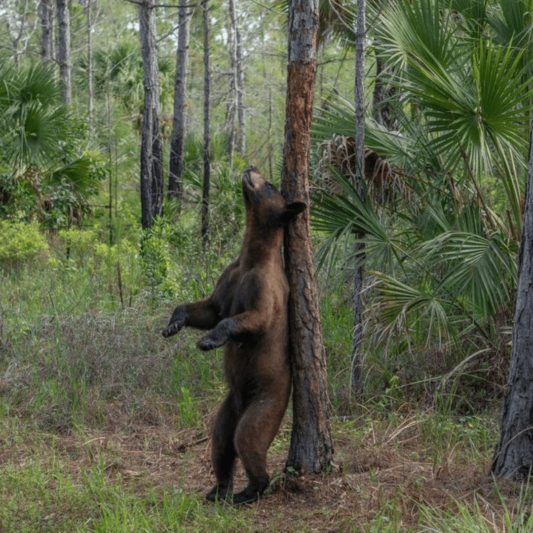 Bear Feature Photo