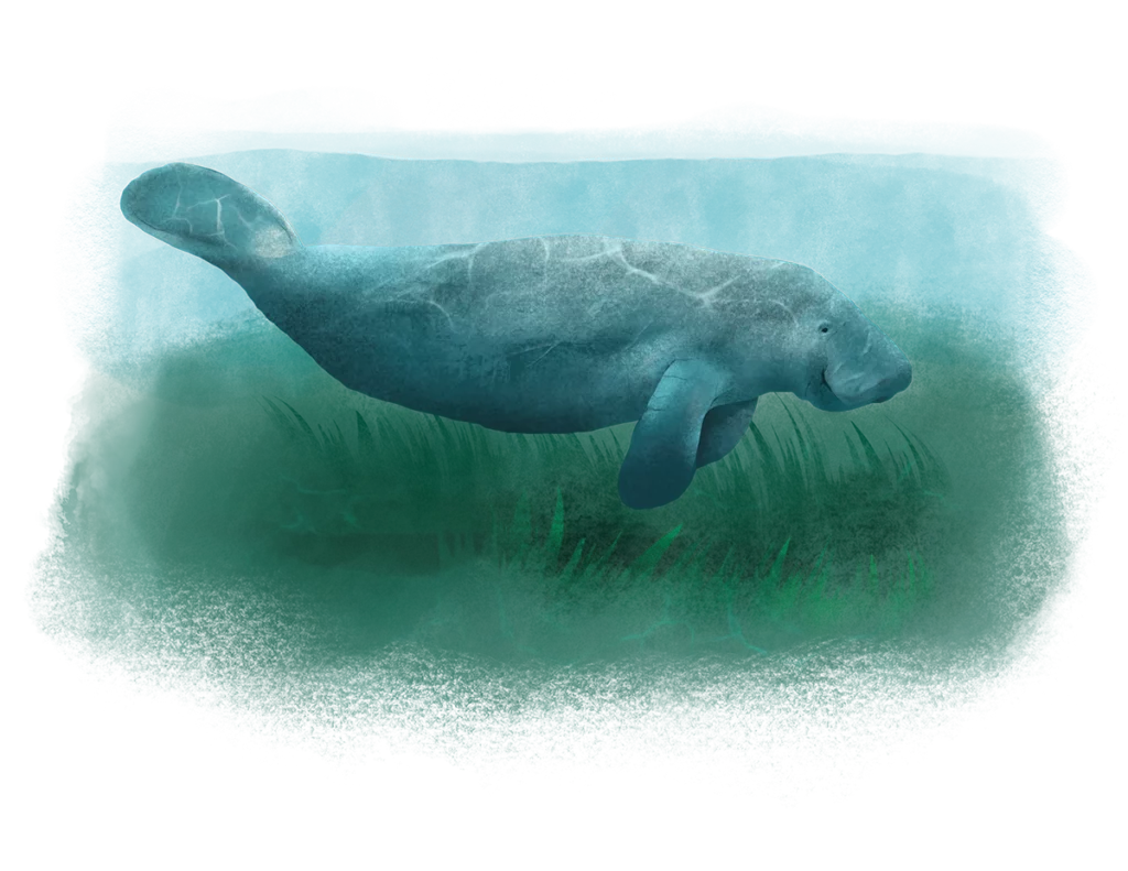 The Storied Past Behind the Crystal River Archaeological State Park 7 A manatee at the Crystal River Archaeological State Park