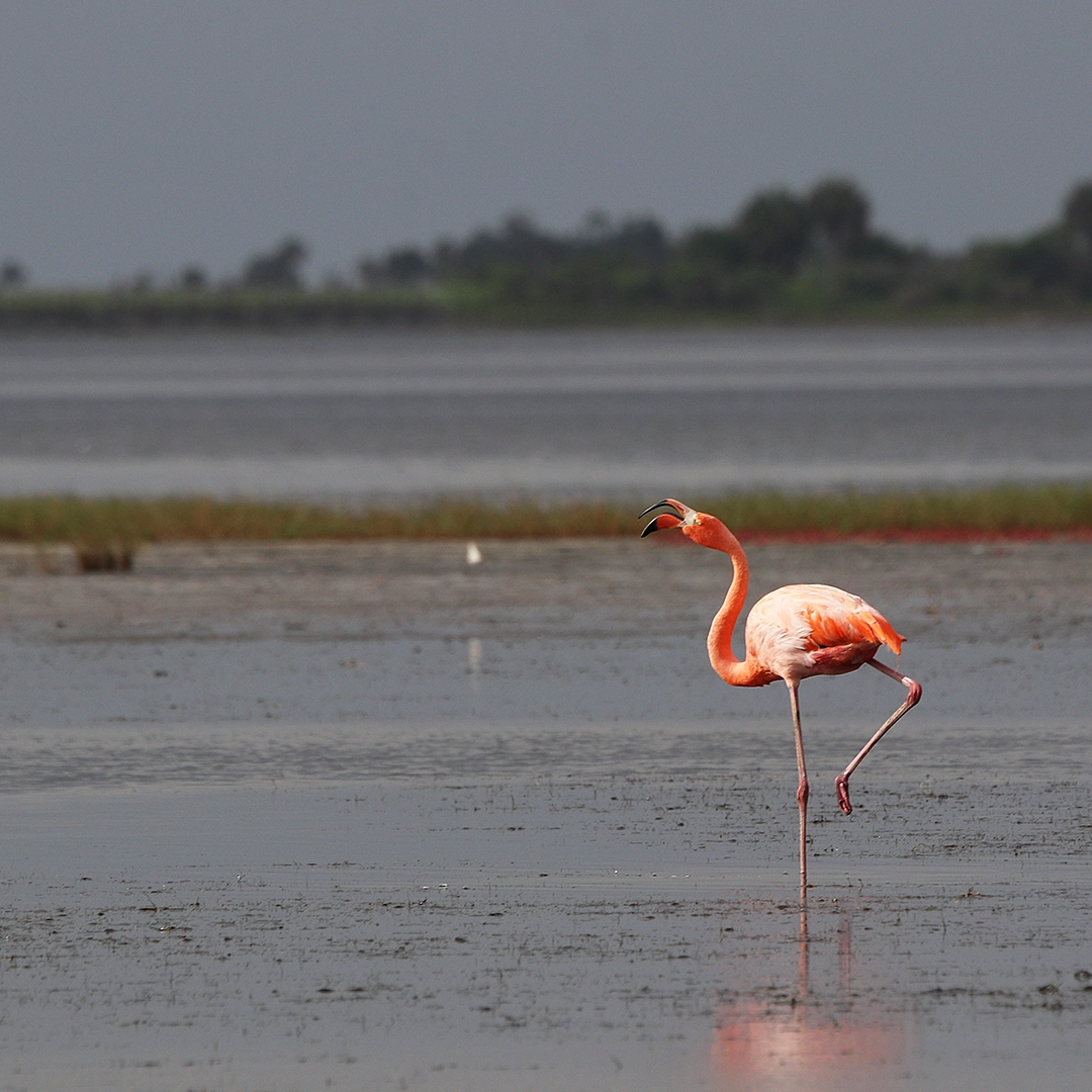 Flamingo Pinky 2025