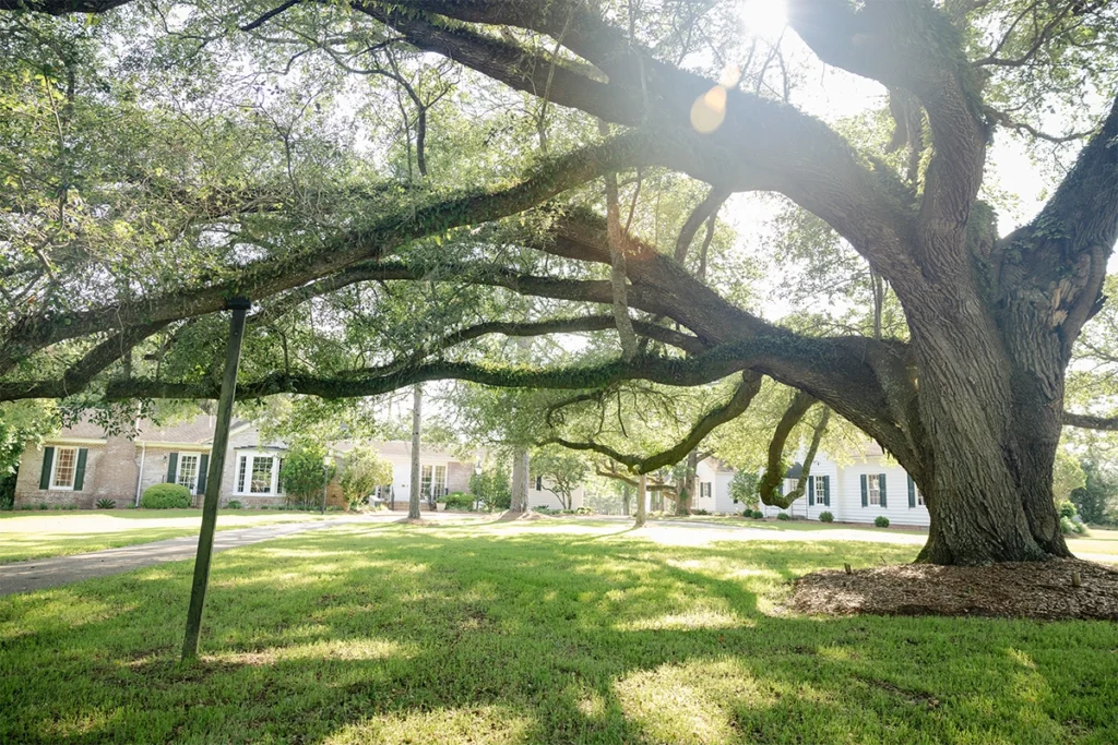 Meet Us at Mistletoe, A Tranquil Tallahassee Retreat 1 Mistletoe