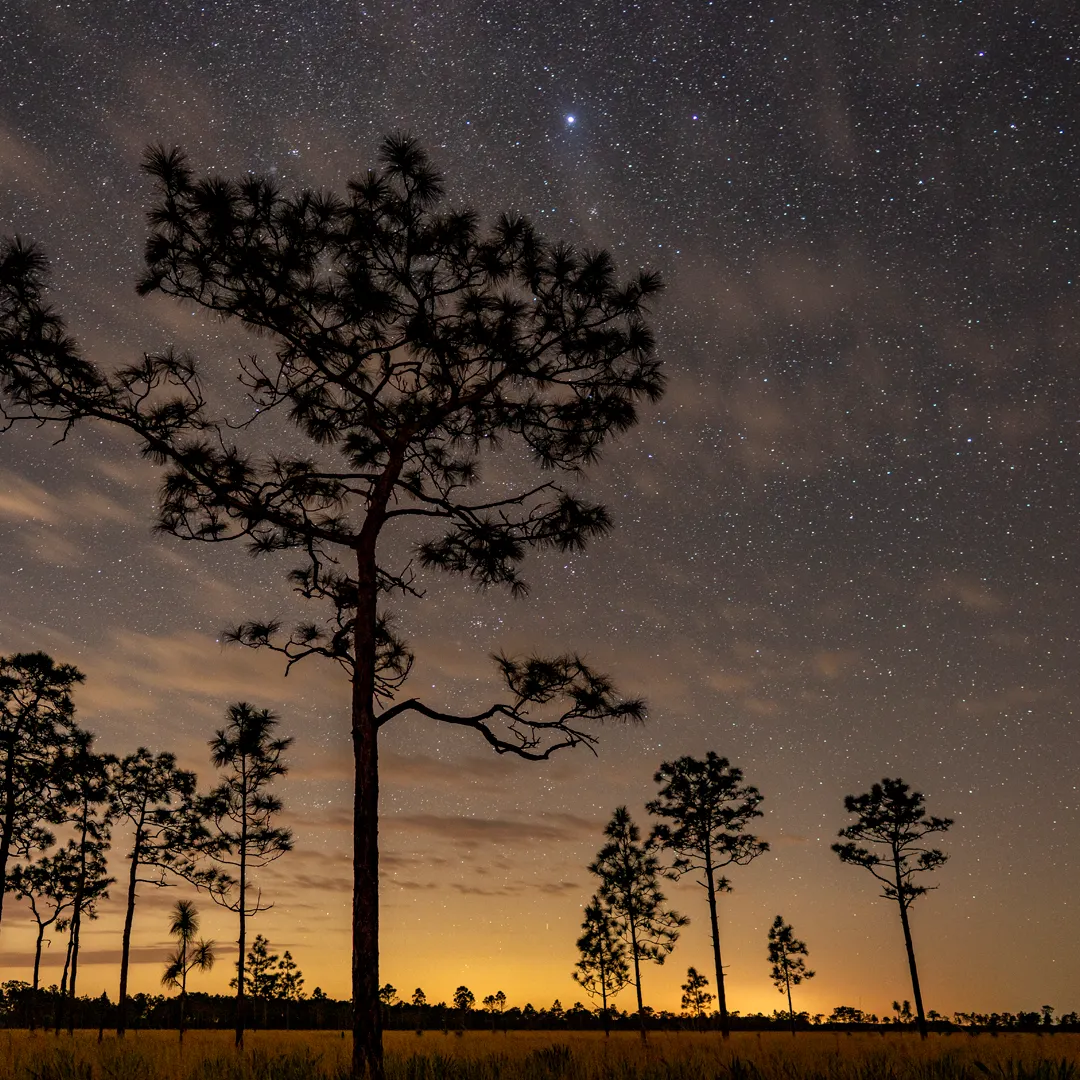 Longleaf pines.