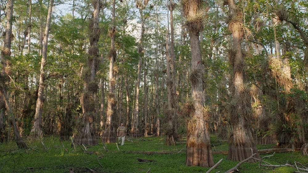 Cypress scene from River of Grass