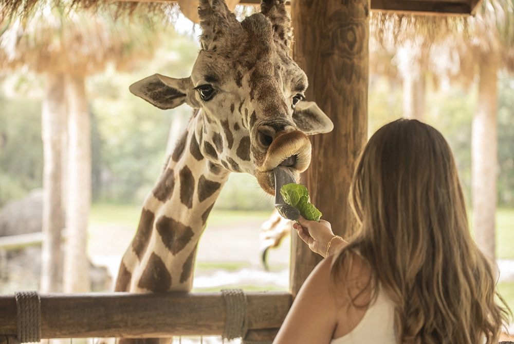 9 Camps for Adults in Florida 9 Adult Zoo Camp