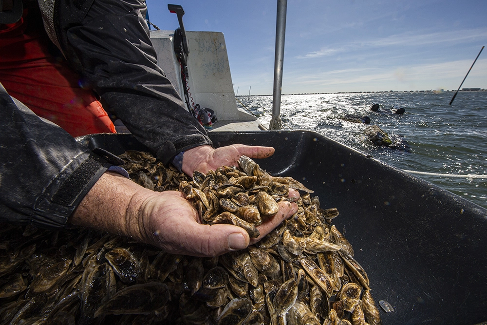 The 5-Year Apalachicola Oyster Ban Is Lifted 3 oysters in Apalachicola Bay