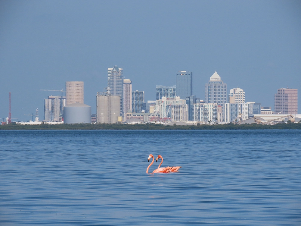 Inside the Fight to Make the Flamingo Florida's State Bird 1 flamingoes at Tampa Bay